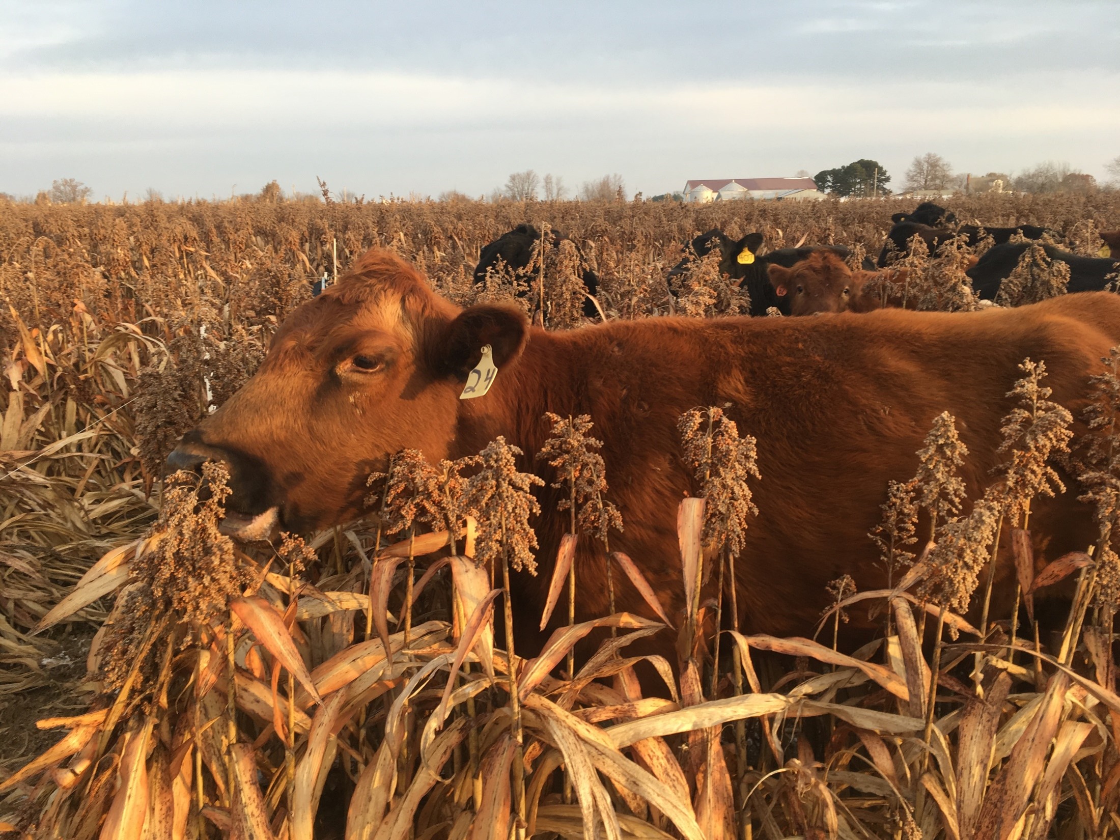 Cattle grazing in milo field at Lee Farms in Truxton, Mo.