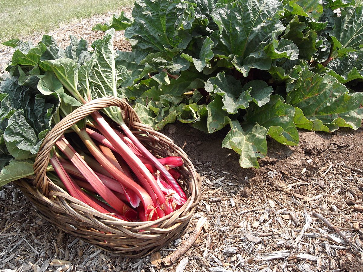 Rhubarb.Photo by RhubarbFarmer, CC BY-SA 3.0