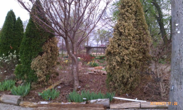 A long, cold winter caused a lot of damage to evergreen trees. Courtesy of the MU Plant Diagnostic Clinic