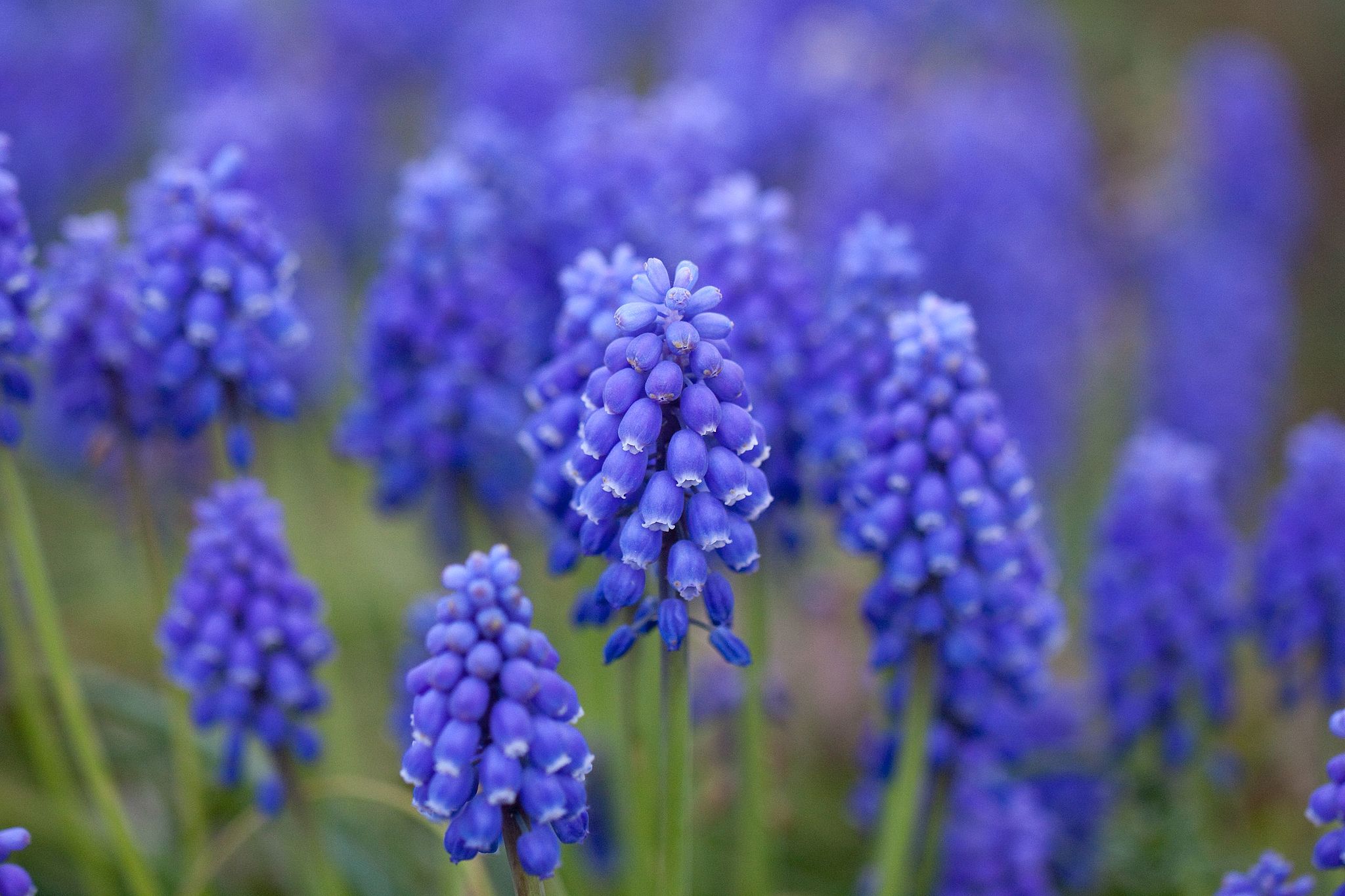 Grape hyacinth.By Yoko Nekonomania, CC BY 2.0 via Wikimedia Commons