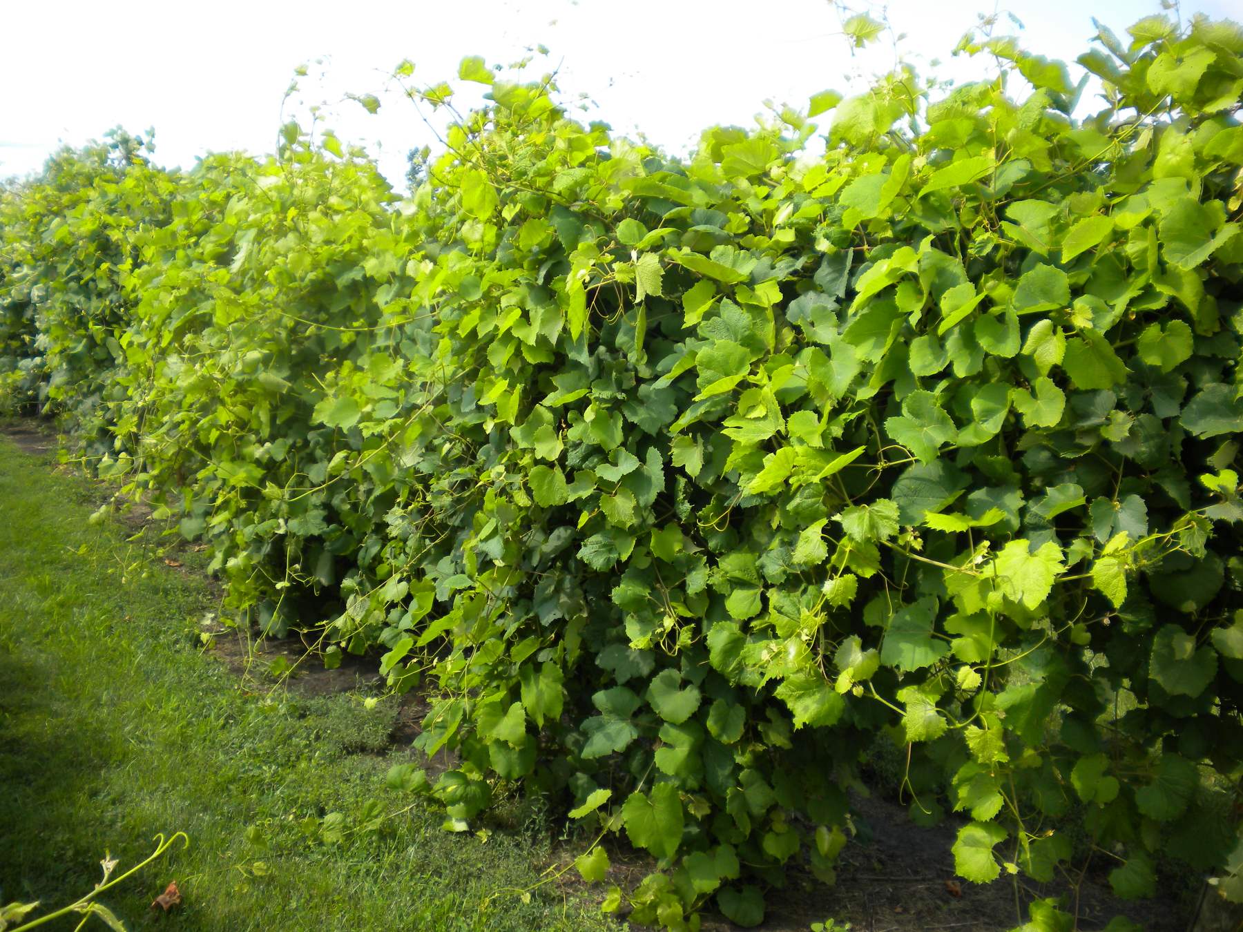 Grapes grown on a high-wire trellis tend to take up more space as they grow out from the cordon and down to the ground.MU Extension 