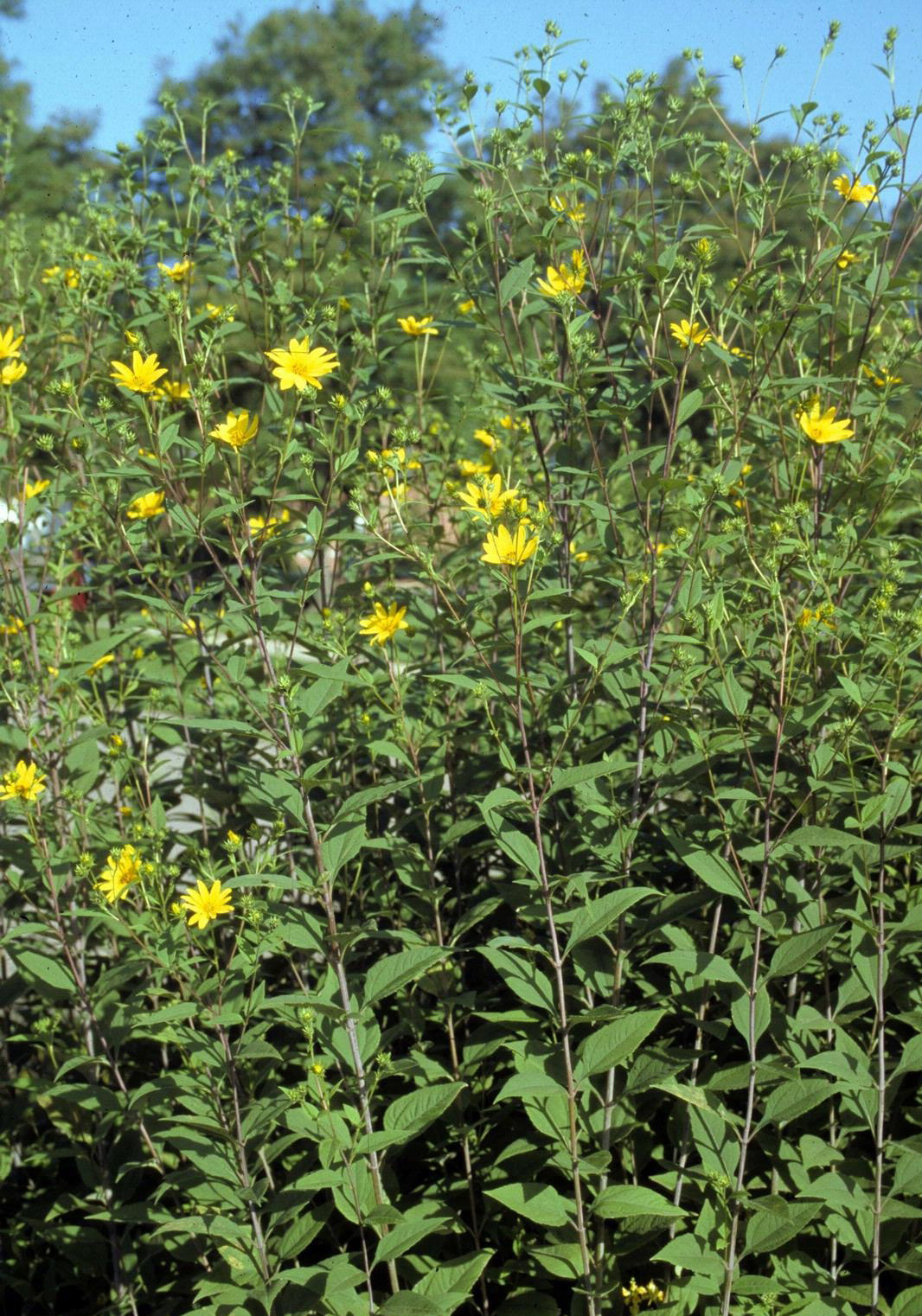 Jerusalem artichokes are adapted to most soil types, including heavy clay soils.Ohio State University