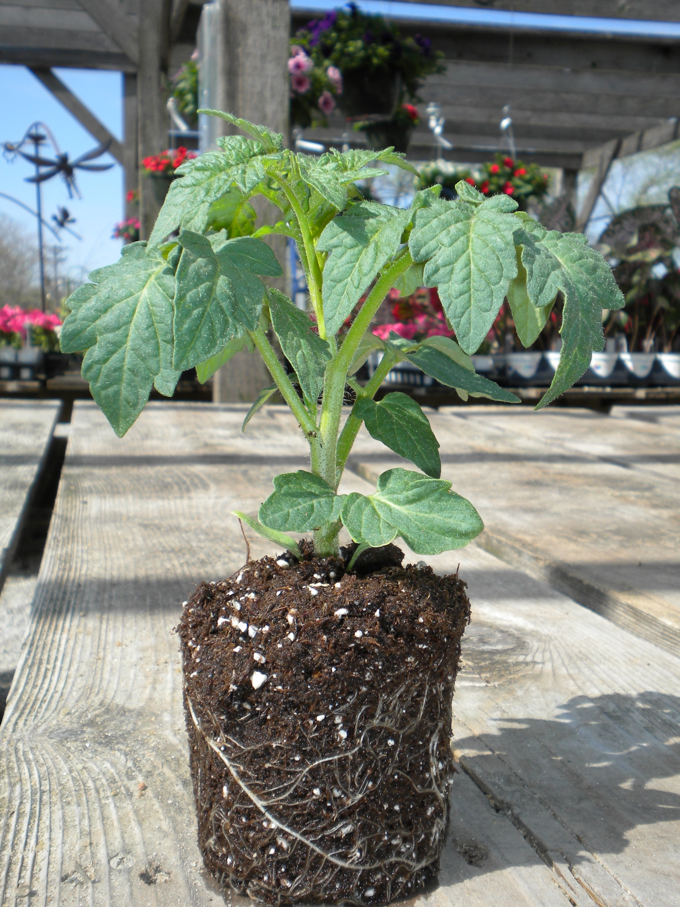 This tomato transplant exhibits all of the characteristics of a great transplant. It is short, stocky and dark green.MU Extension 