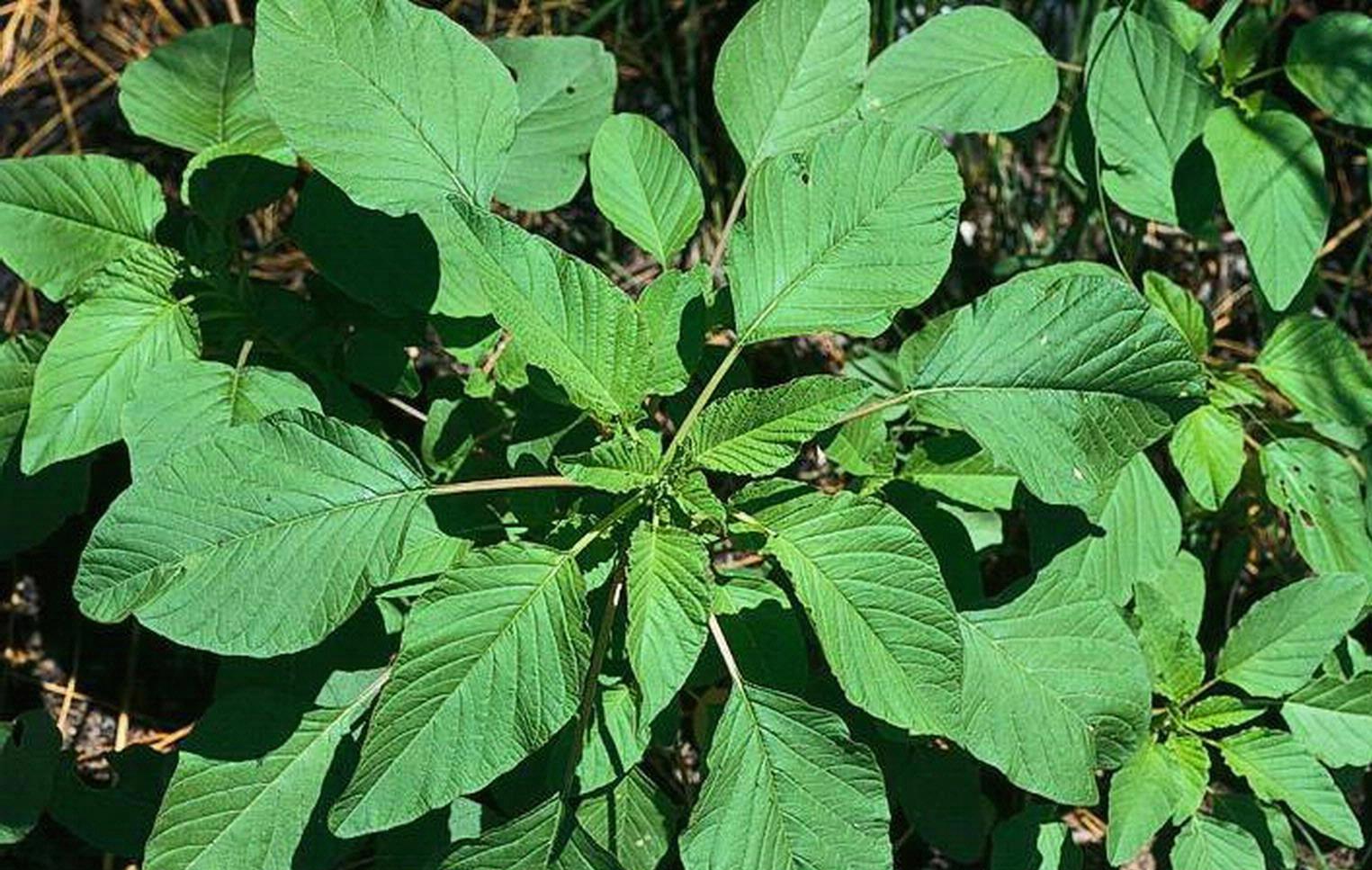 Palmer amaranth.Joseph M. DiTomaso, University of California - Davis, Bugwood.org