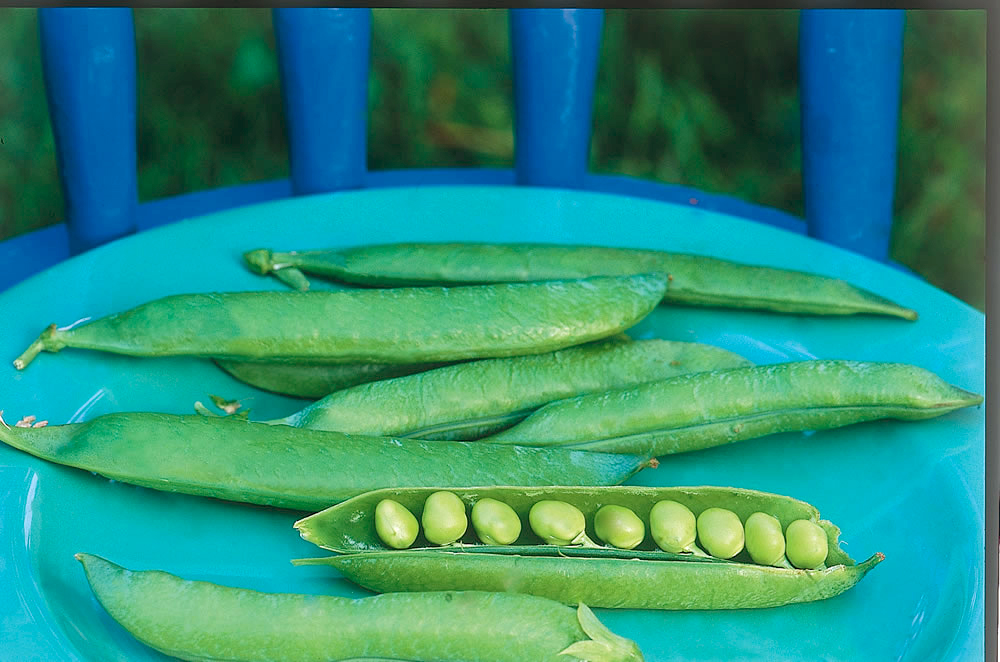 Peas in a podNational Garden Bureau