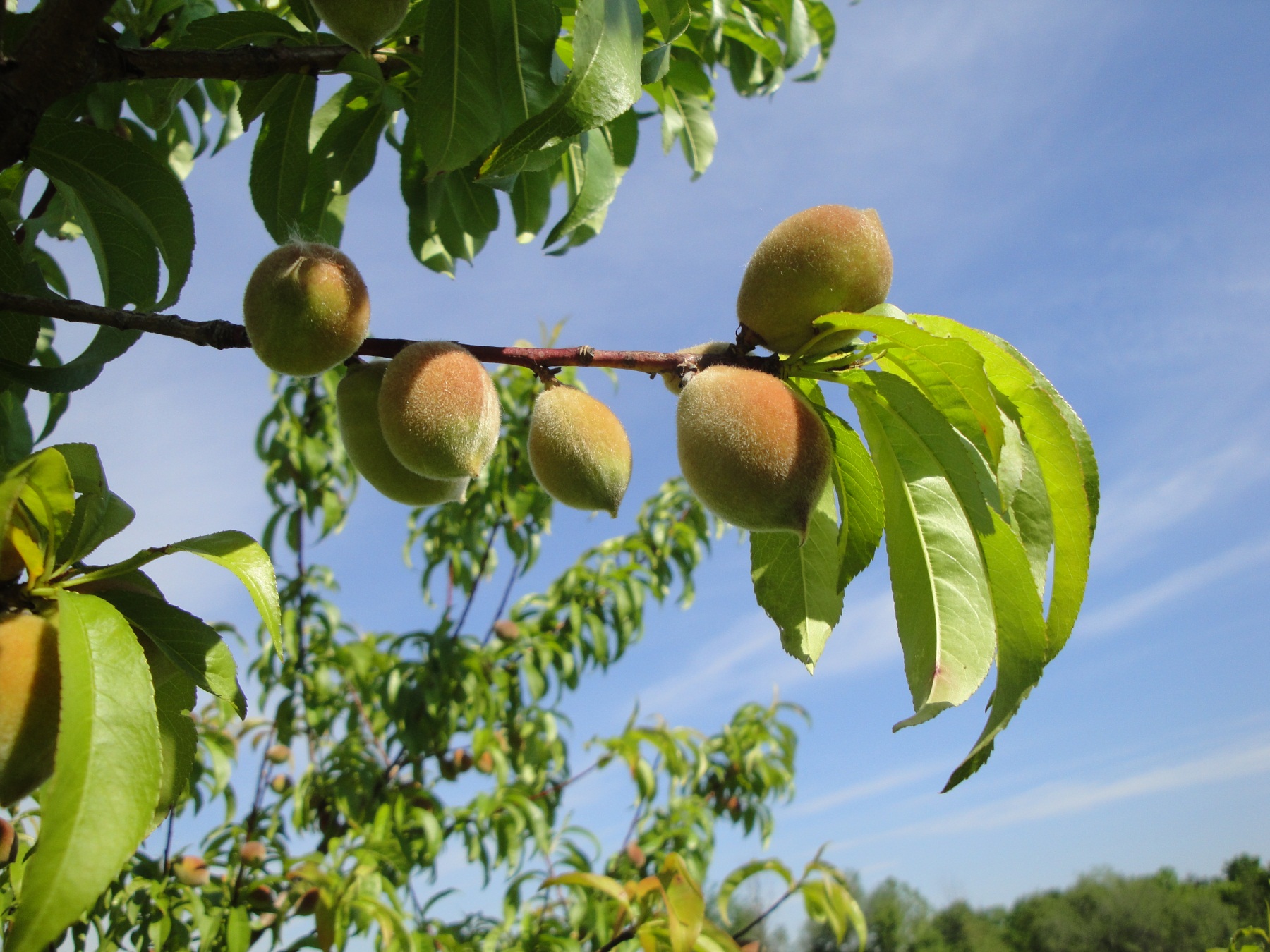 Peach trees can easily set too much fruit. Gardeners need to manually thin them to ensure larger fruit and reduce plant stress.MU Extension