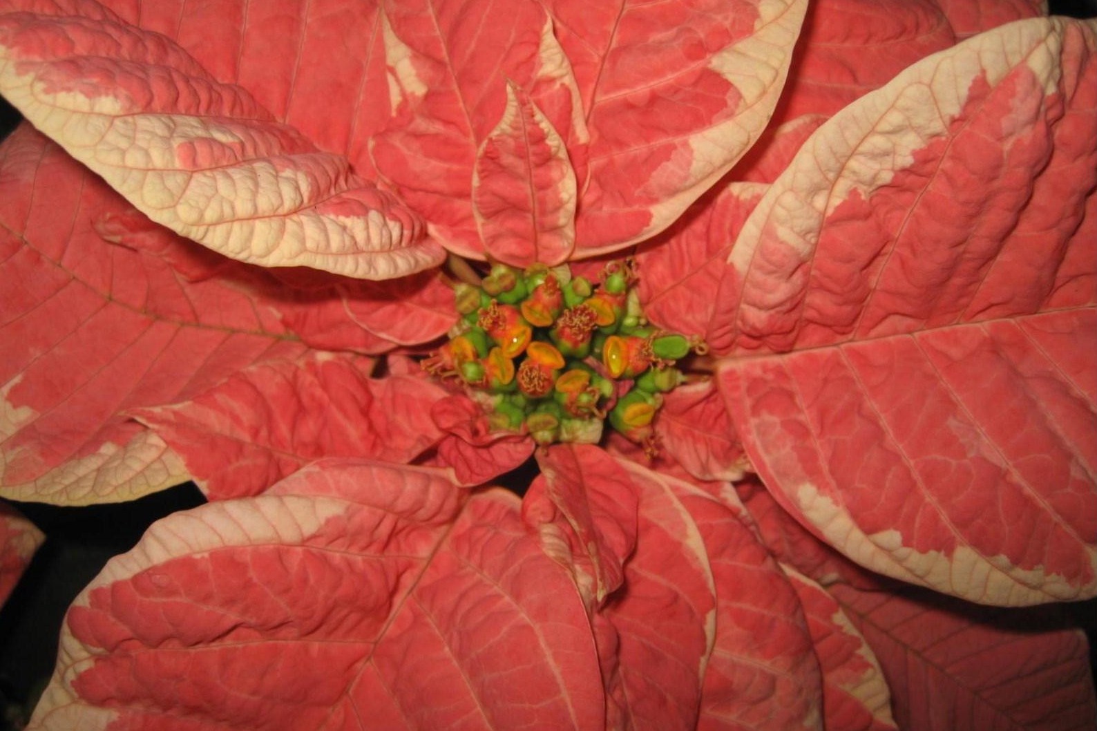 The poinsettia's toxic reputation is unfounded, but you still wouldn't want to eat them.Marlin Bates, University of Missouri Extension 