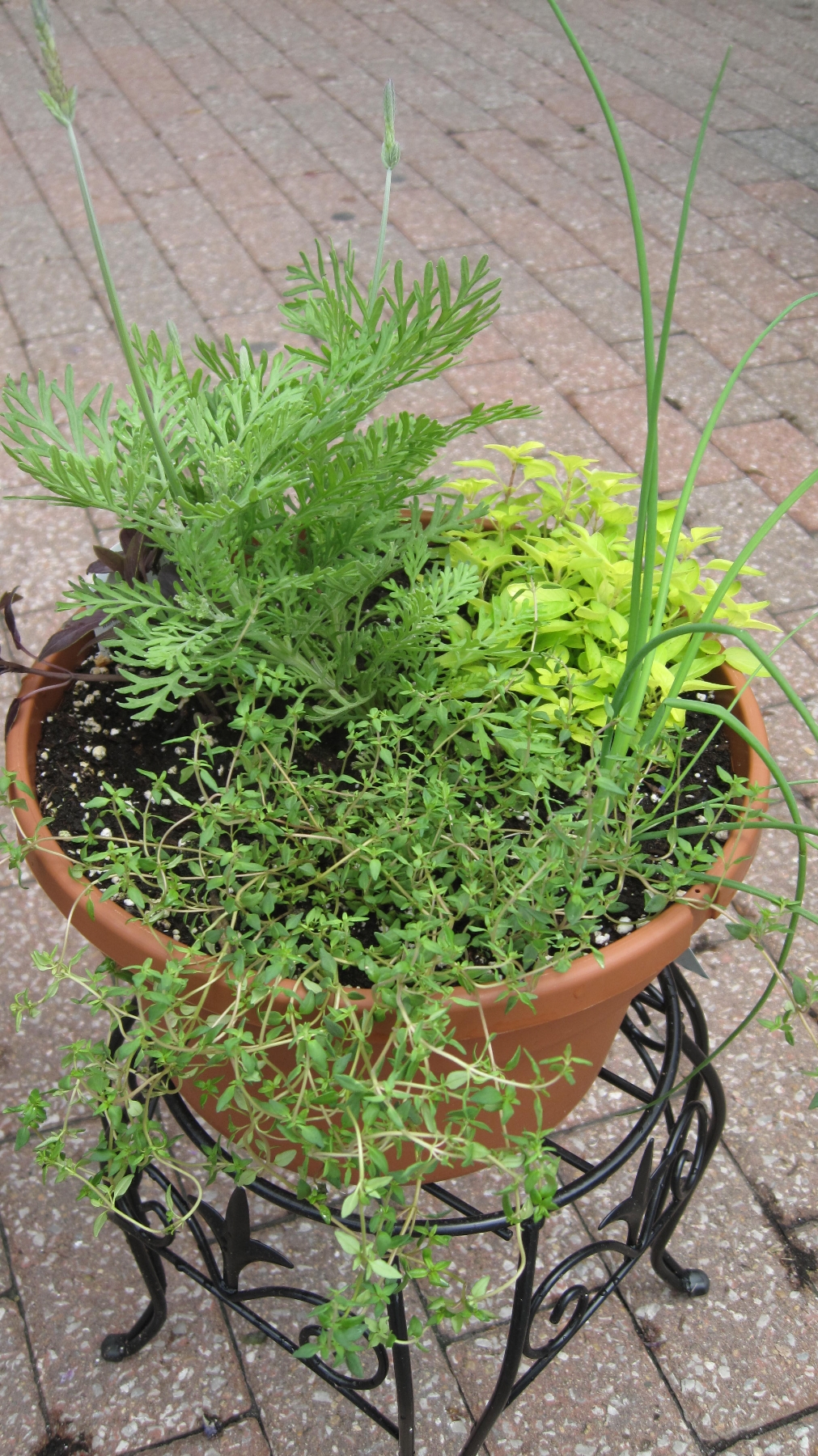 Combo planters can be a great way to keep herbs in convenient places so that they’re easy to access.MU Extension 