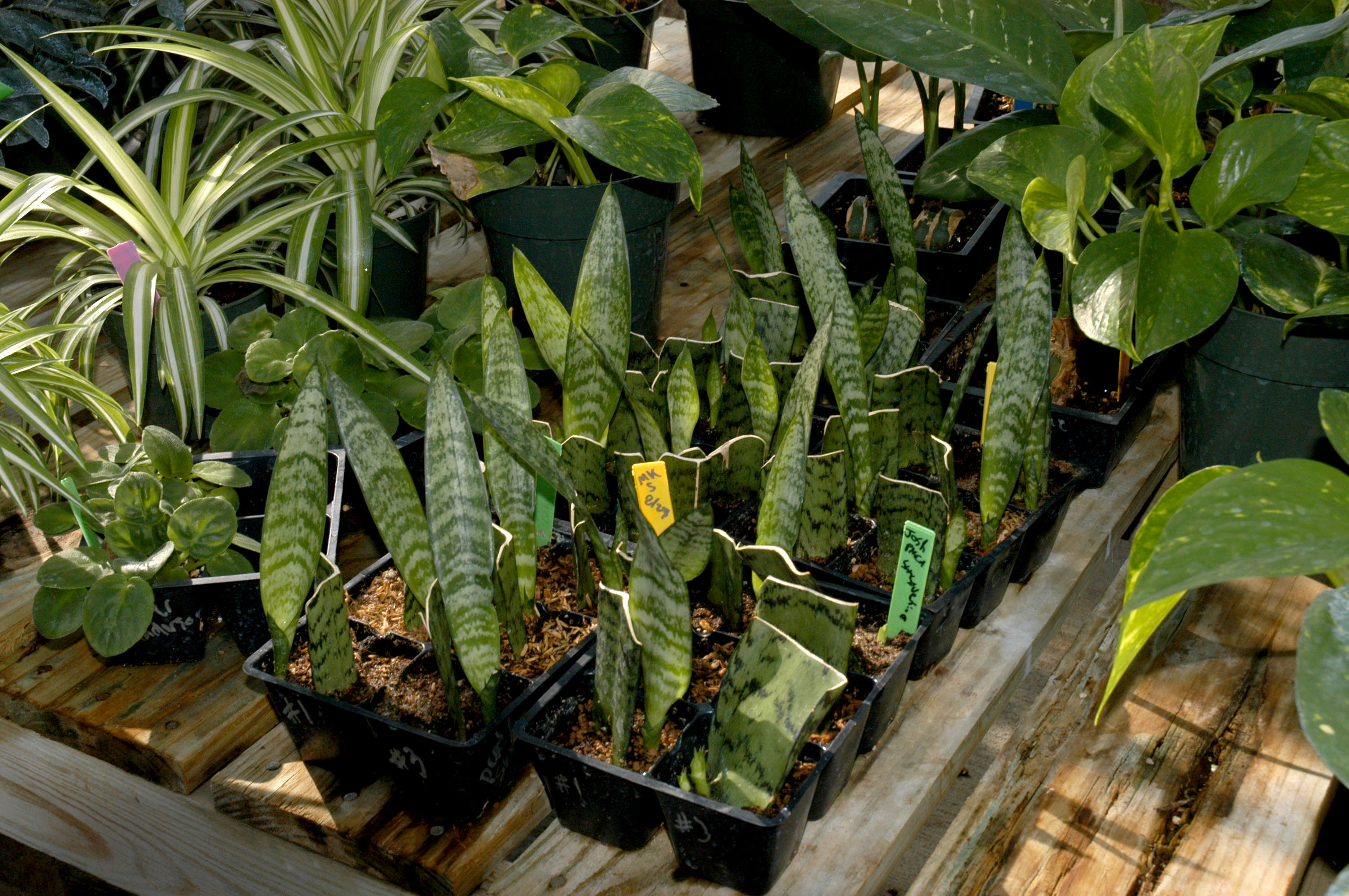 Young snake plants at an MU research greenhouse in Columbia.Debbie Johnson