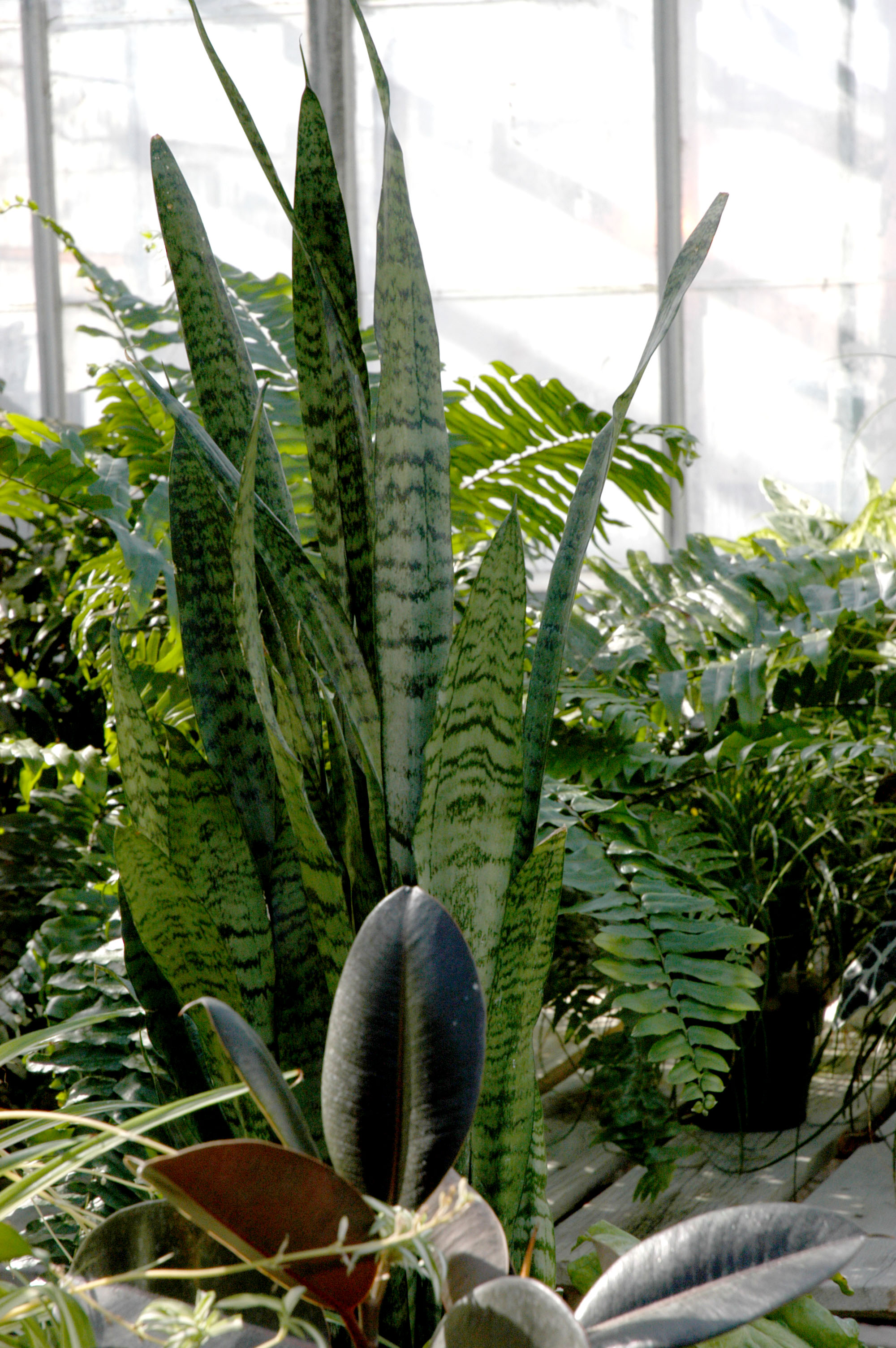 Snake plants from MU research greenhouse in Columbia.Debbie Johnson