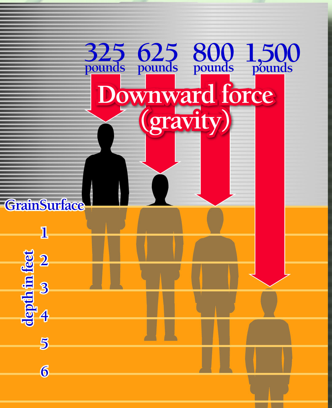 It takes more than 325 pounds of force to extract a 165-pound person from grain in a corn bin. Courtesy of Charles V. Schwab, Iowa State University