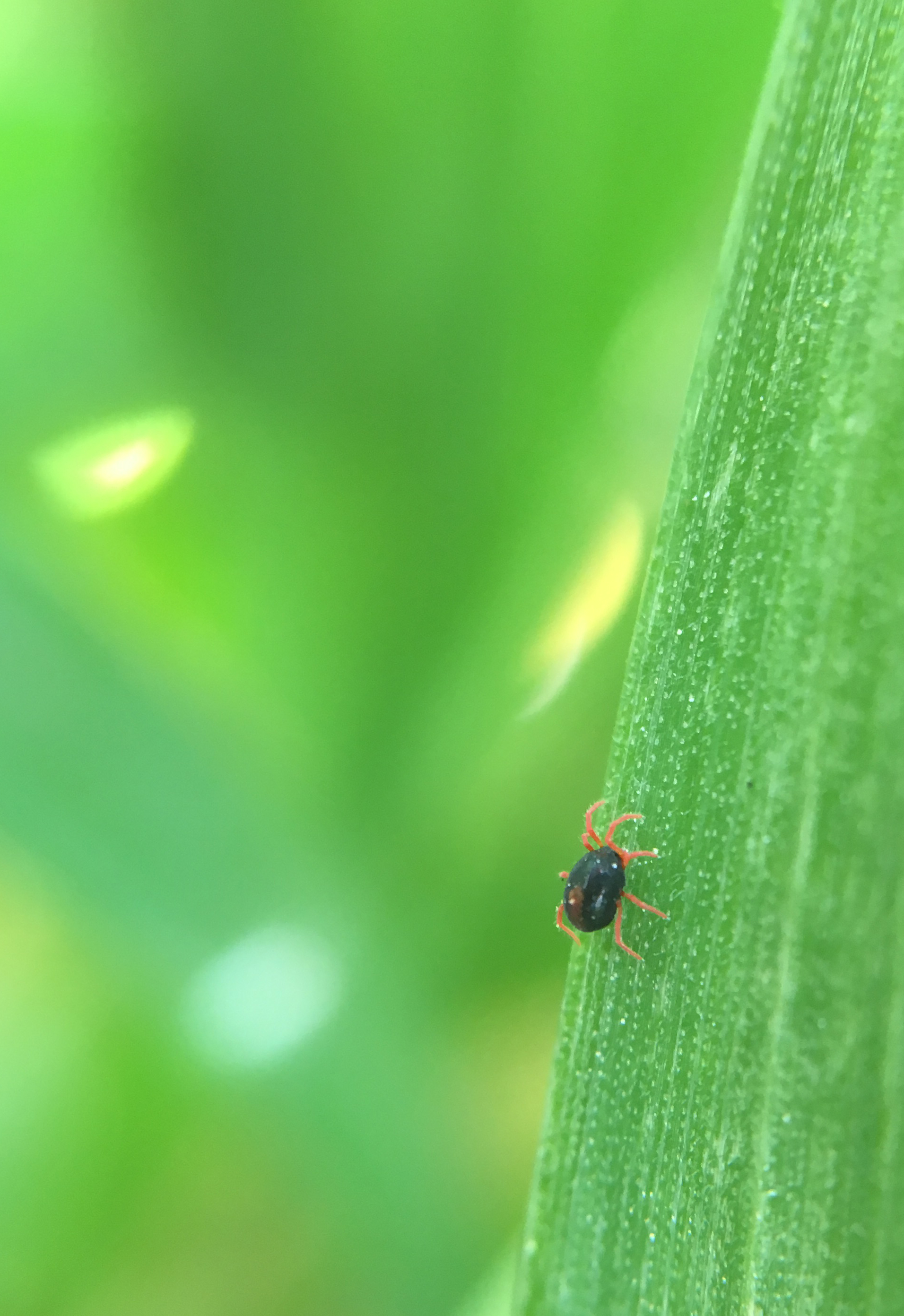 University of Missouri Extension agronomy specialist Jill Scheidt found the winter grain mite in southwestern Missouri wheat fields in April.Photo by Jill Scheidt