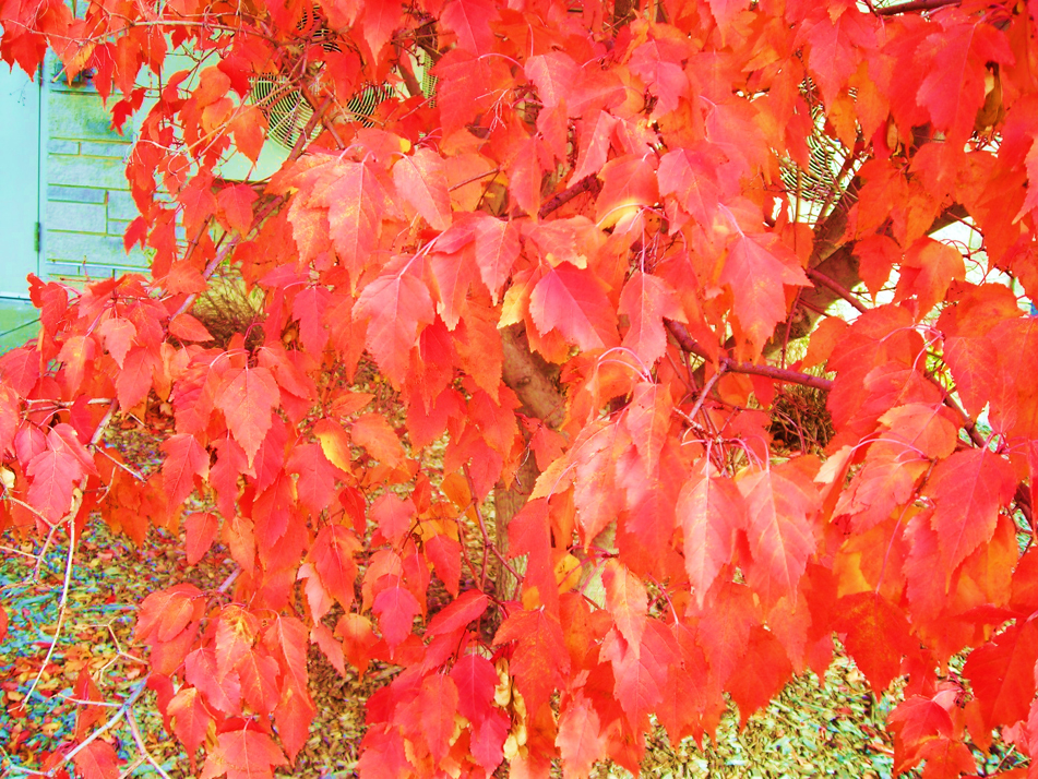 Amur maple. Photo by David Trinklein.