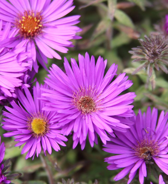 Purple Dome aster.Photo by Drew Avery. Shared under a Creative Commons license (CC-BY 2.0), via Wikimedia Commons.