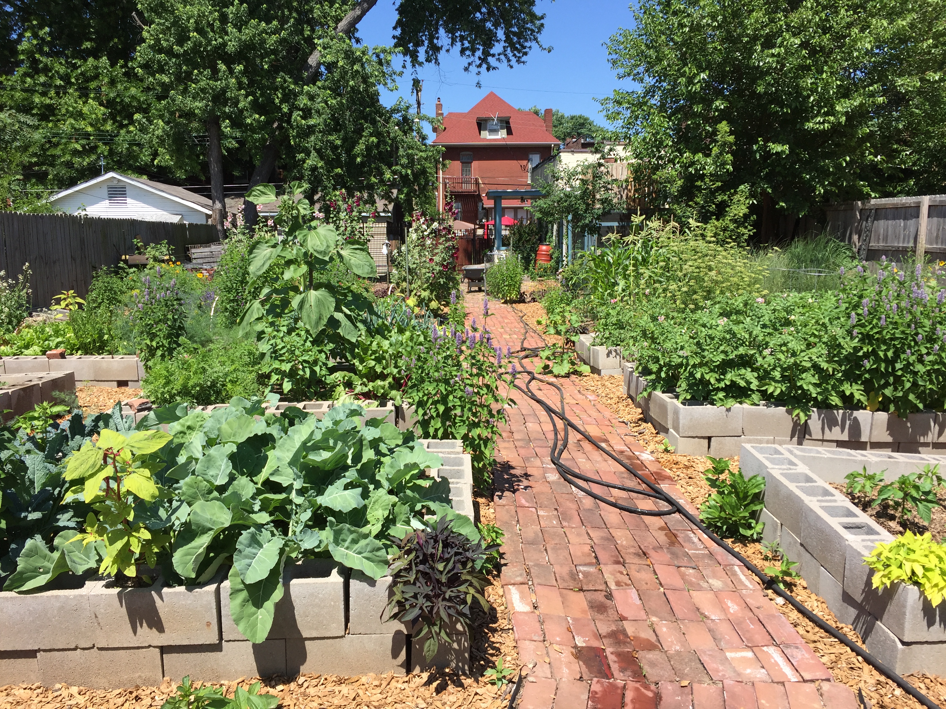 Whitsitt’s garden makes use of an abandoned lot sold at a tax sale. It is behind his home and makes use of an area that was previously unproductive and unattractive.Photo courtesy of Paul Whitsitt.