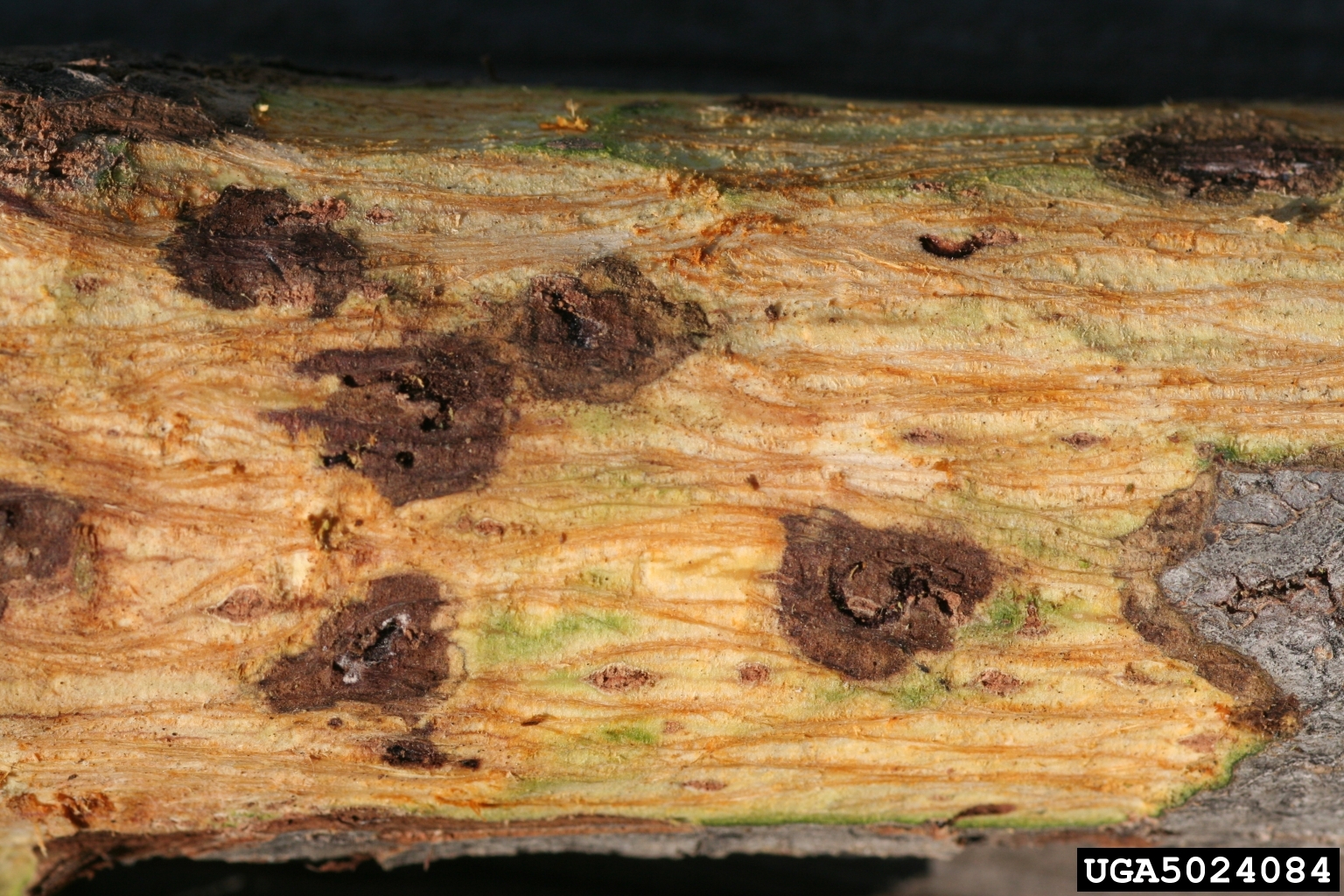 Walnut twig beetles boring under bark bring a fungus that causes these dark cankers in black walnut trees. Whitney Cranshaw, Colorado State University, Bugwood.org