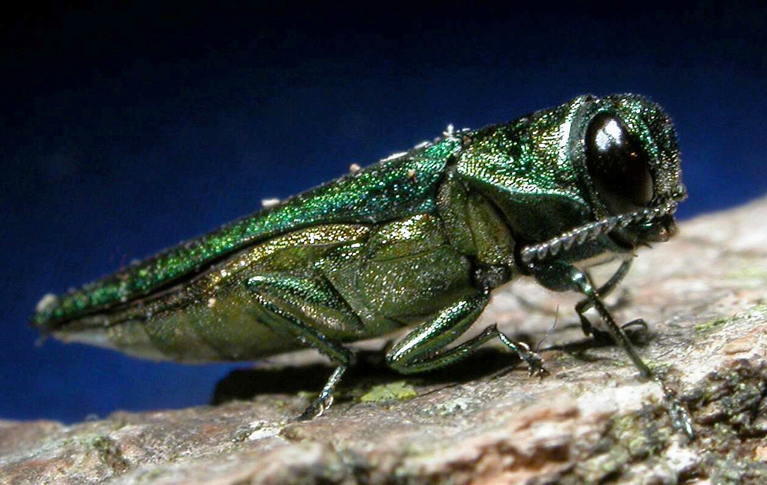 An emerald ash borerDavid Cappaert, Michigan State University