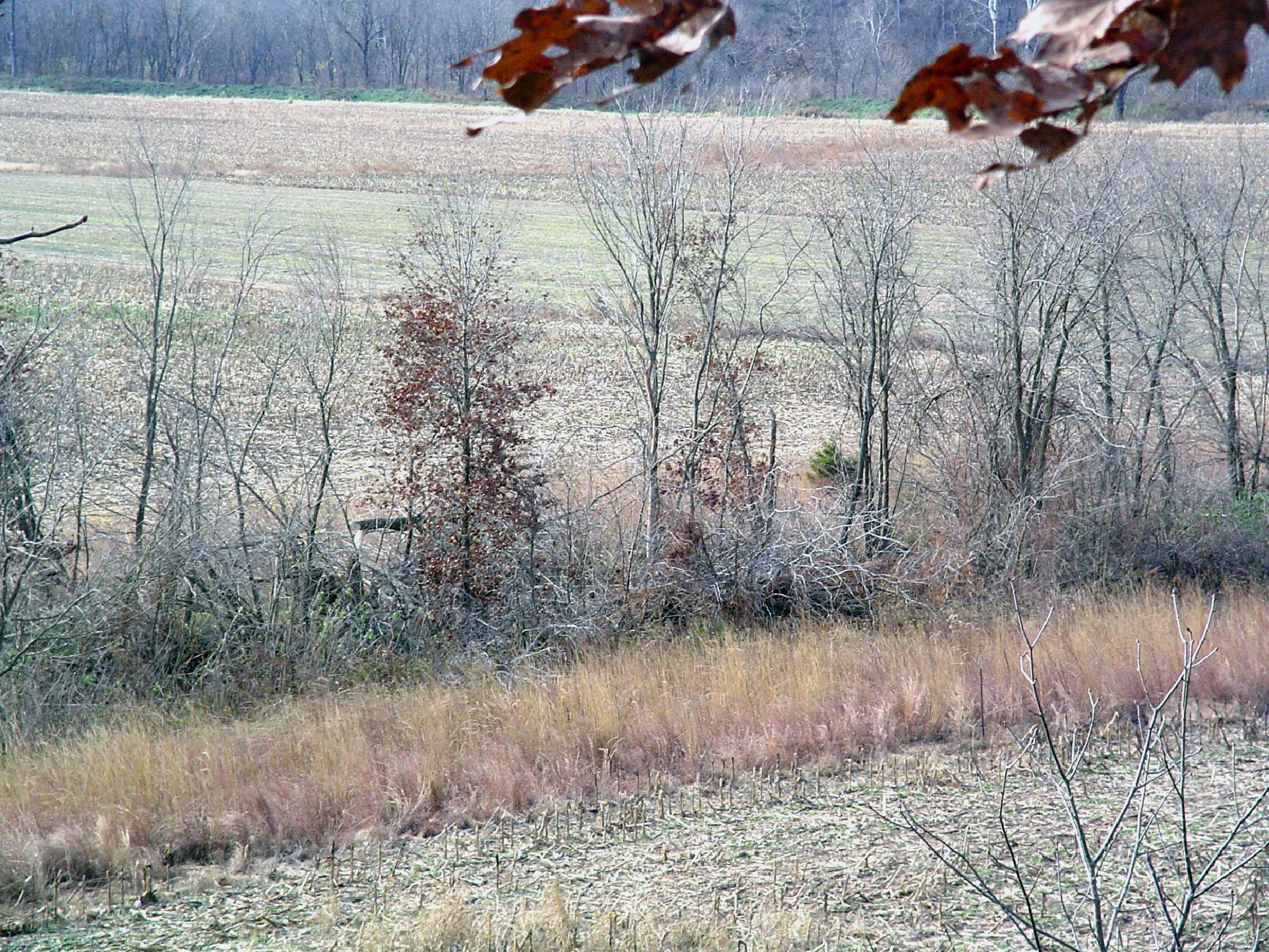 A field border composed of native warm-season grasses and forbs provides nesting and brood-rearing cover.