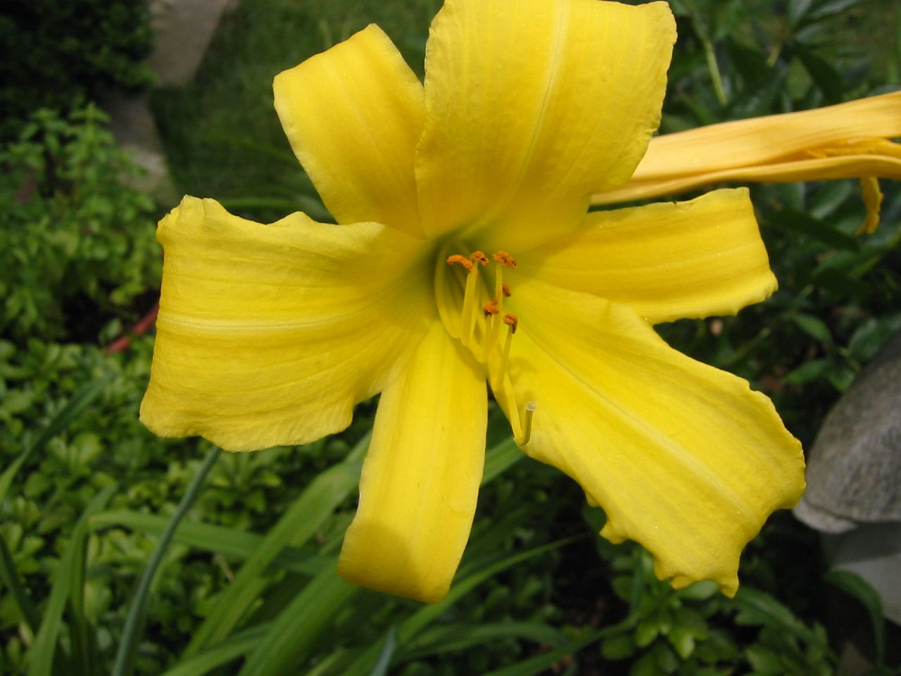 Stella de Oro daylily.Photo by Flickr user Mike James/CC BY-SA 2.0