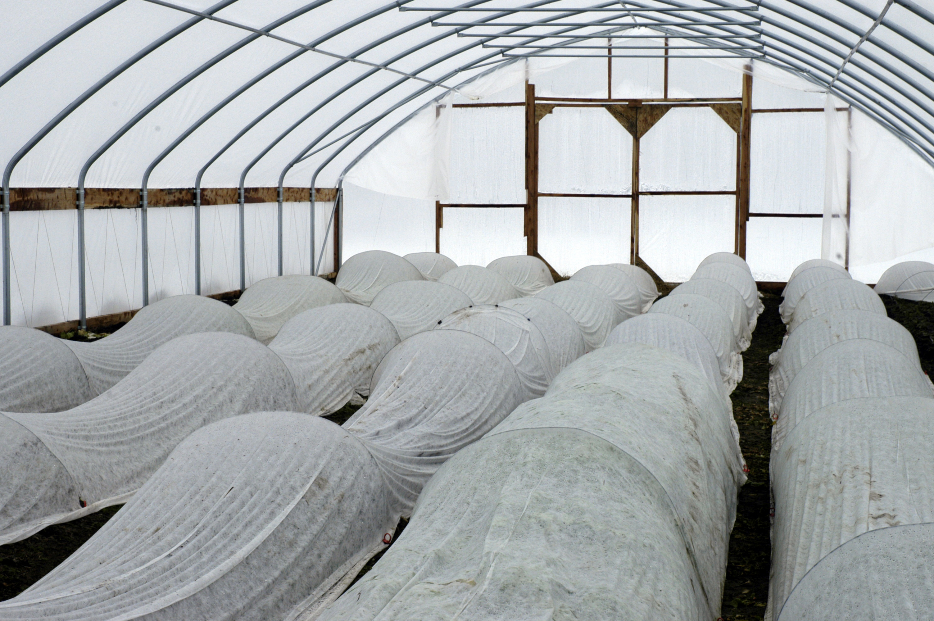 Inside the high tunnel at Happy Hollow Farm, Jamestown, Mo. (file photo)University of Missouri Cooperative Media Group