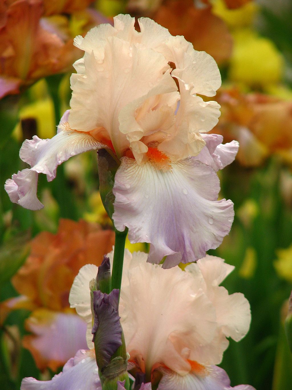 Bearded irisPhoto by Andrey Korzun via Wikimedia Commons. Shared under a Creative Commons license (BY-SA 3.0).