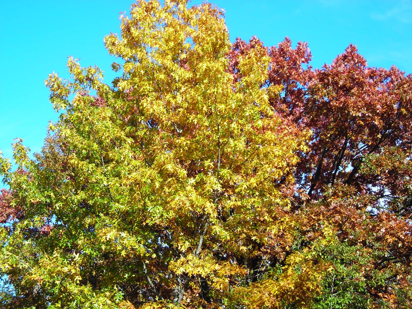 Oaks.Photo by David Trinklein