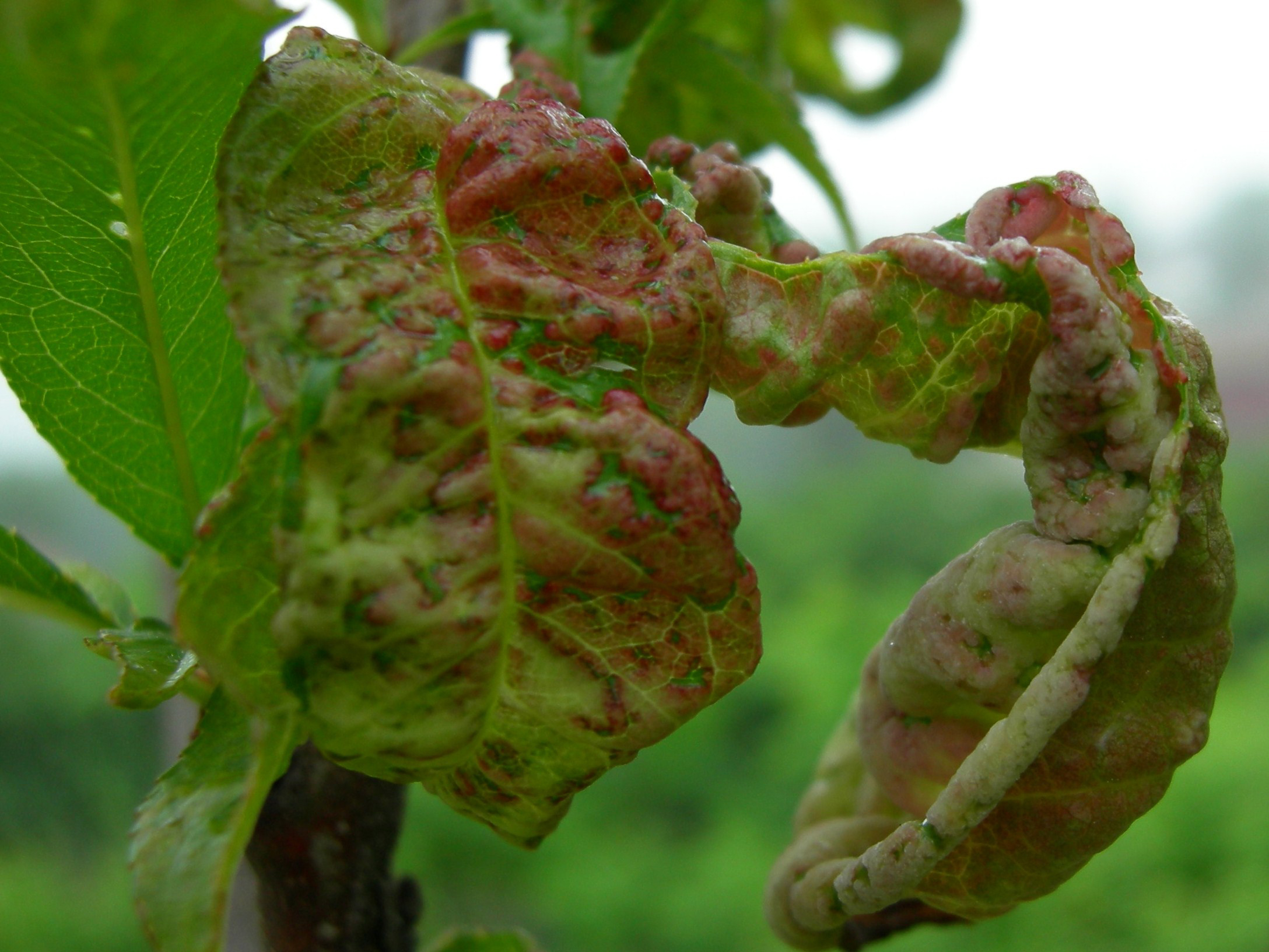 Peach trees are susceptible to leaf curl in the spring.Photo by University of Missouri Extension