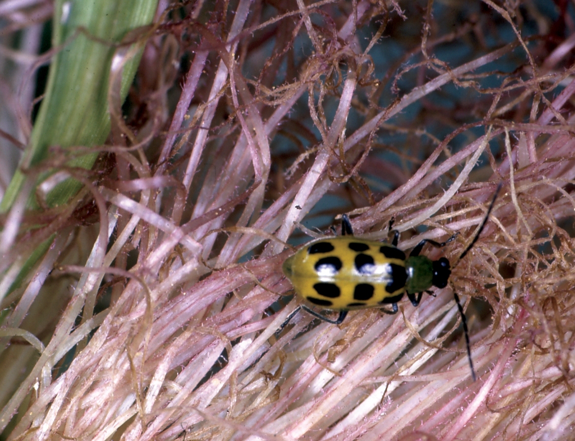 Generally, there are three generations of cucumber beetles in the garden per season.Lee Jenkins