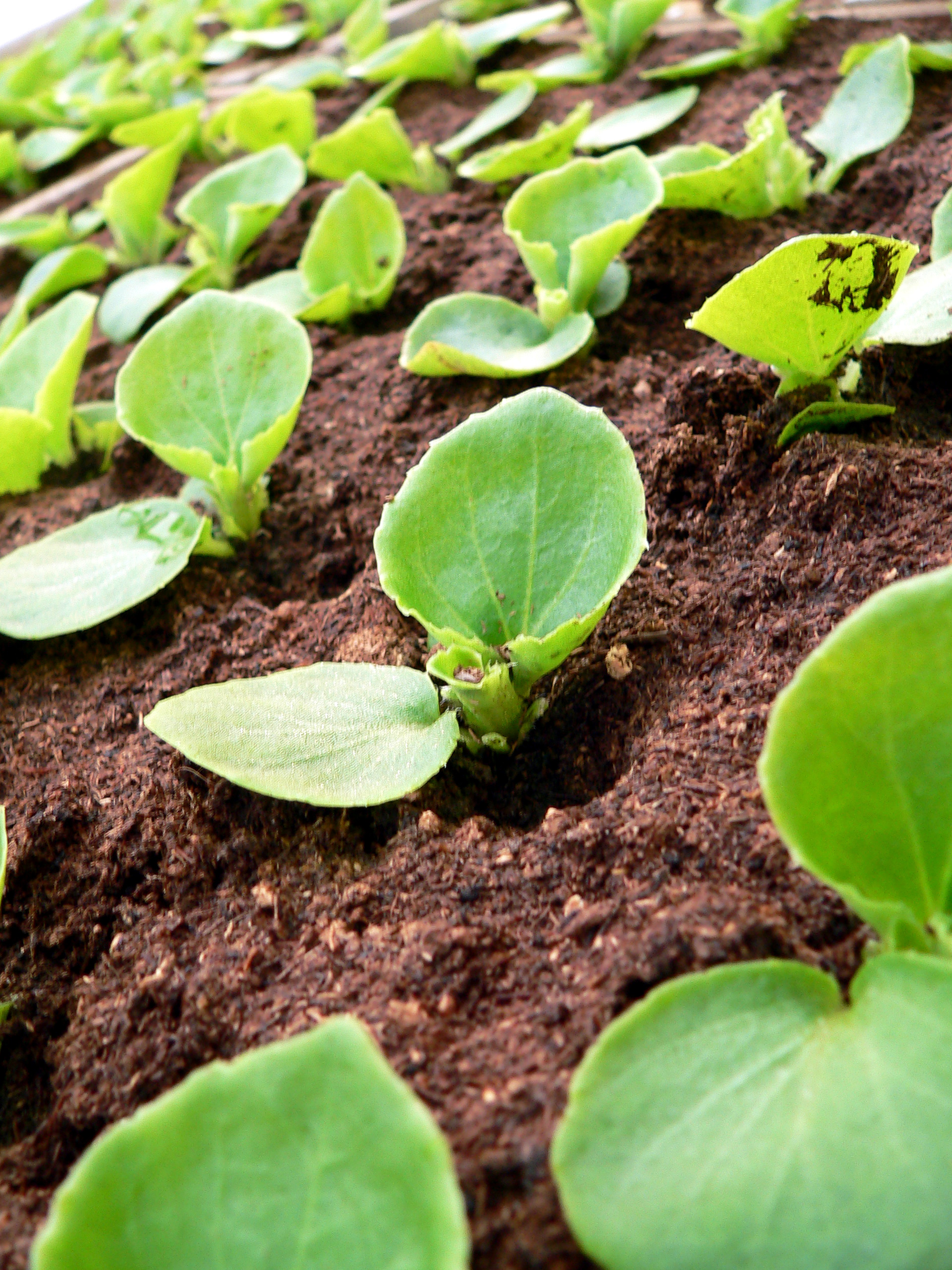 “In every gardener there is a child who believes in The Seed Fairy.” ~ Writer Robert Brault Viktors Kozers