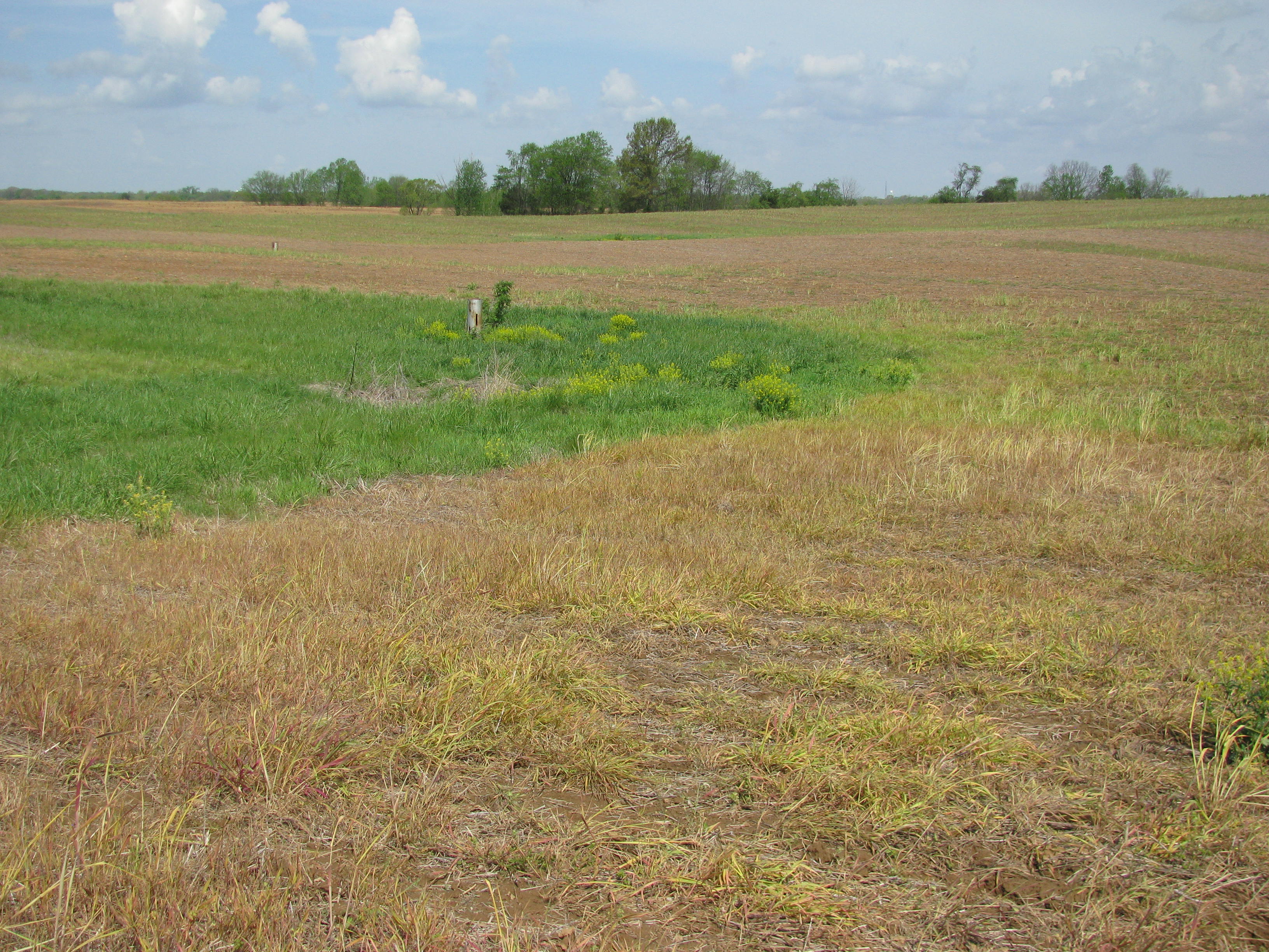 Cover crop barriers can prevent soil and nutrients from washing into sinkholes that feed into the underground water system. Photo by Linda Geist