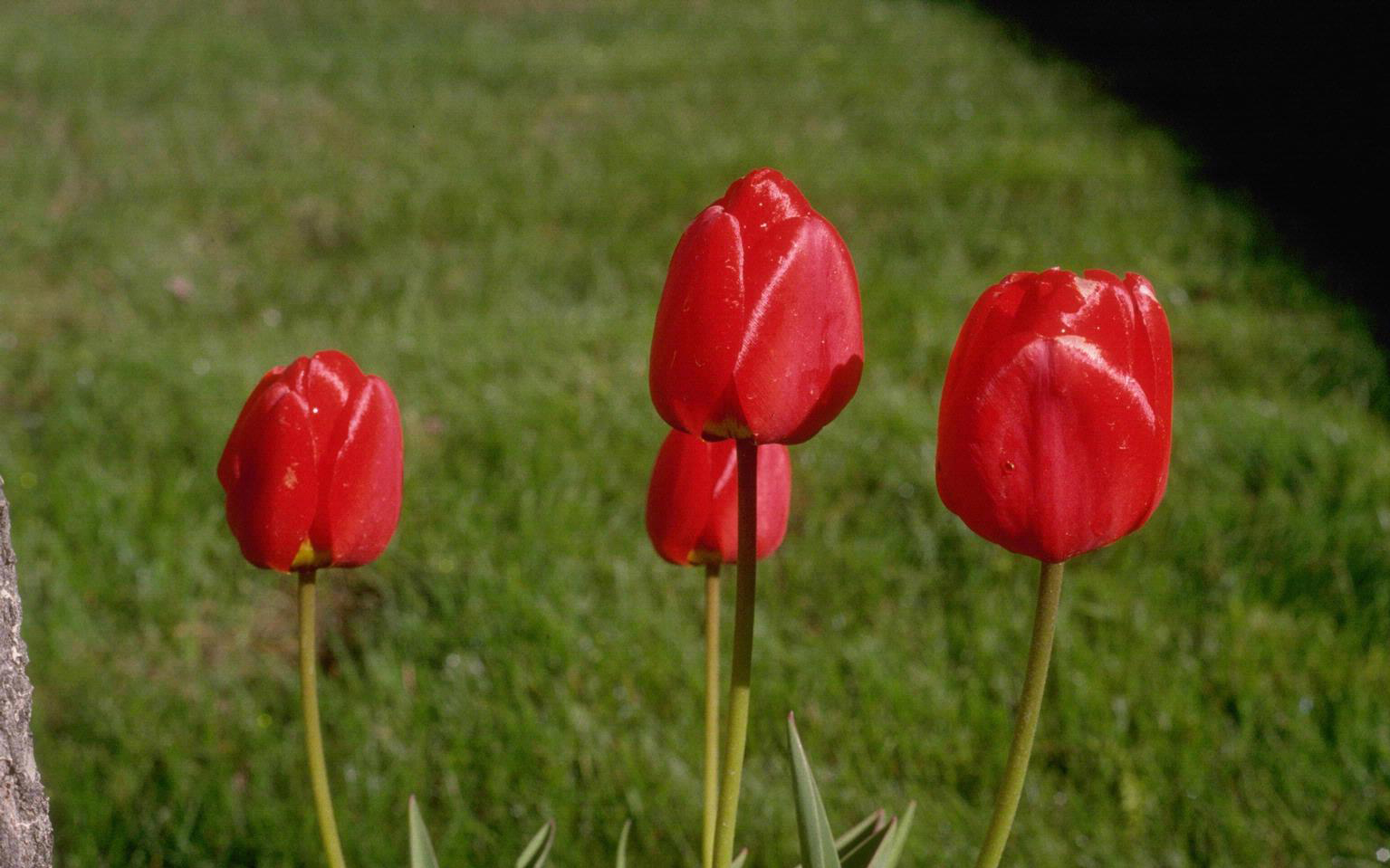 Tulips.