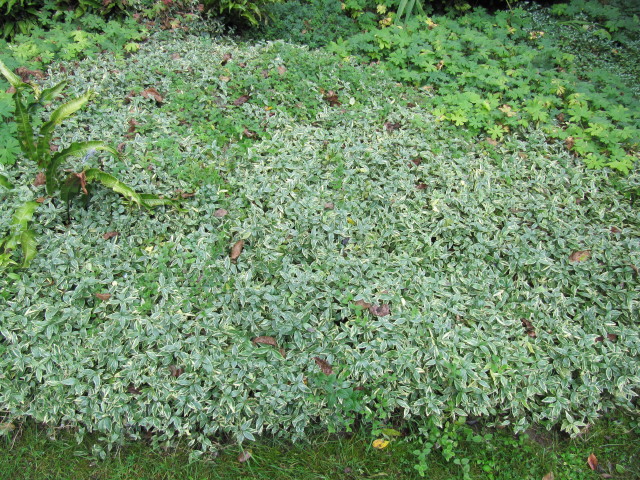 Vinca, or periwinkle, is a popular, shade-tolerant groundcover plant.Photo by Leonora Enking, shared under a Creative Commons license (CC BY-SA 2.0).