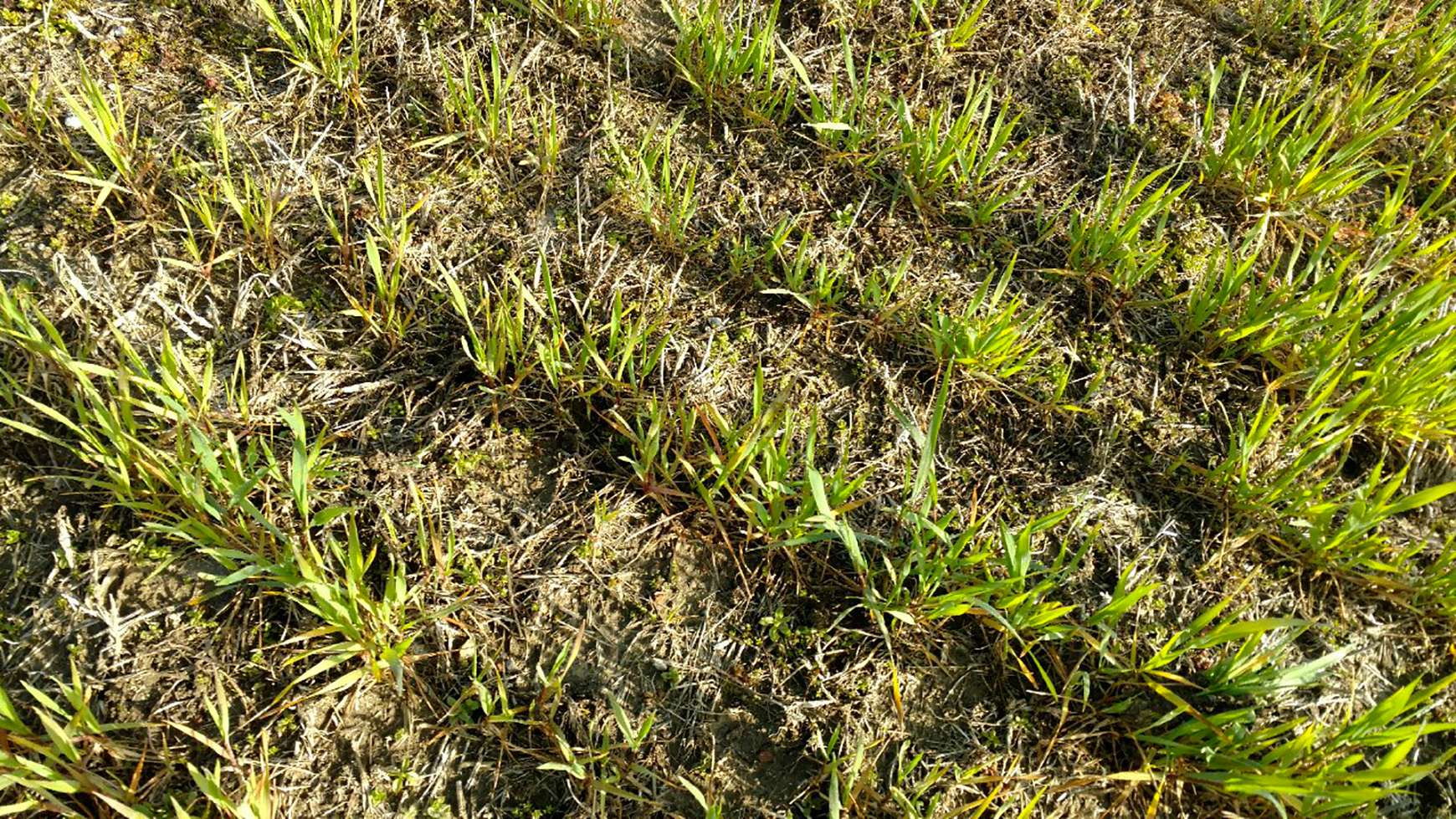 A dry fall followed by a cold winter and spring in southwestern Missouri has affected wheat crop growth. USDA reports 58 percent of the state’s wheat crop is in fair to very poor condition.  Photo by Tim Schnakenberg